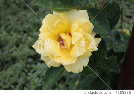 玫瑰 玫瑰 7685520