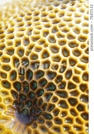 Coral Coral 7685532