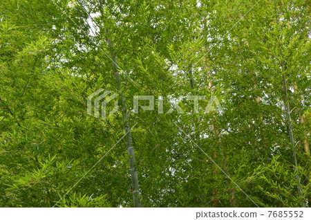 June of Bamboo forest National city June of Bamboo forest National city 7685552