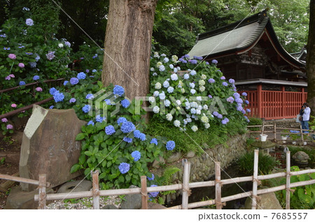 Hydrangea blooming Taniho Tenmangu Shrine Hydrangea blooming Taniho Tenmangu Shrine 7685557