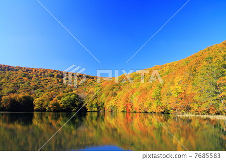 Autumn leaves of Iinoizuma 7685583