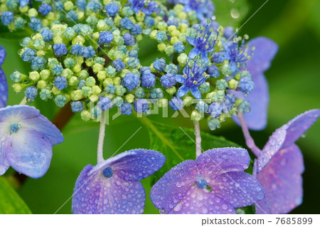hydrangea   7685899