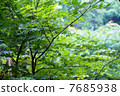 Forest bathing 7685938