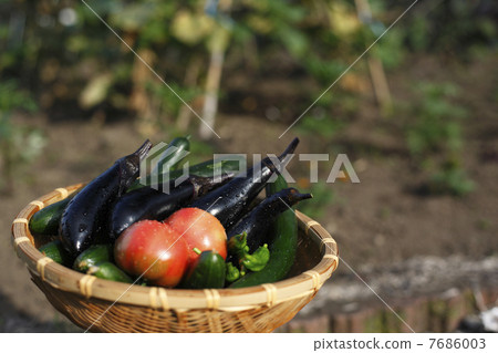 Harvested summer vegetables 7686003
