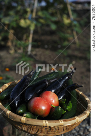 Harvested summer vegetables 7686004