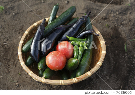 收穫的夏季蔬菜 7686005