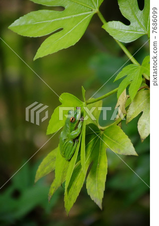 Moria gull frog 7686099