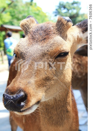 Deer in Nara Park 7686366