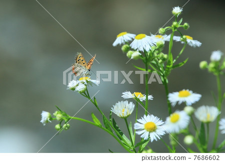 Shizimi butterfly Shizimi butterfly 7686602