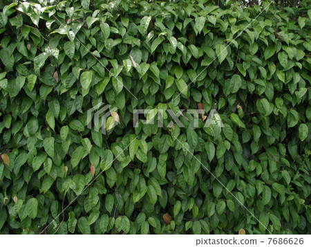 Binnangazura covers the wall 7686626