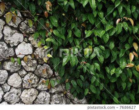 Binnangazura覆蓋在牆上 7686627