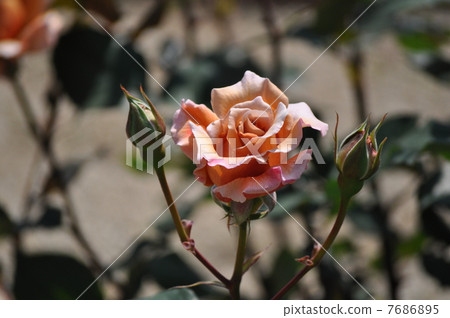 Julia blooms beautifully Julia blooms beautifully 7686895