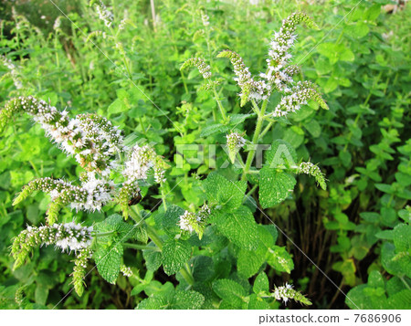 Mint flowers shot in June Mint flowers shot in June 7686906