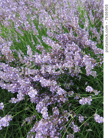 Lavender flowers shot in June Lavender flowers shot in June 7686908