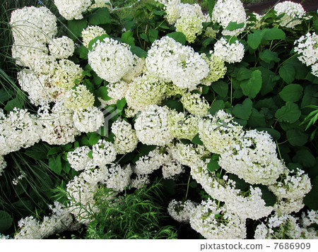 White hydrangea flower shot in June White hydrangea flower shot in June 7686909