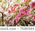 Genpei peach 7686944