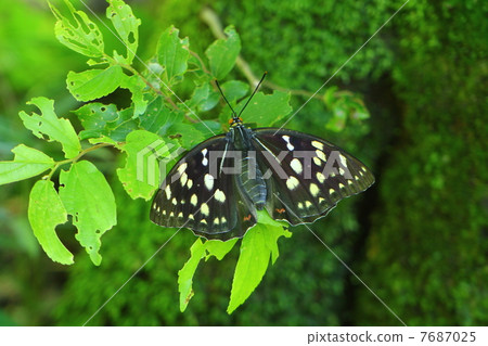 Oomurasaki Oomurasaki 7687025