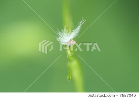 Bekko Hagoromo Bekko Hagoromo 7687040