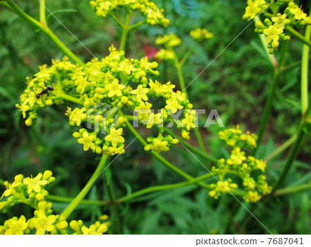 Ominae花在7月射擊了 Ominae花在7月射擊了 7687041