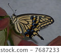 Swallowtail butterfly 7687233