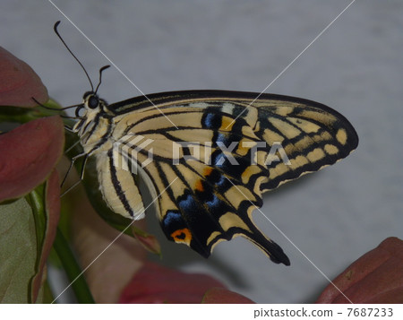 Swallowtail butterfly 7687233