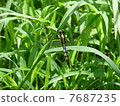 Dragonfly  7687235