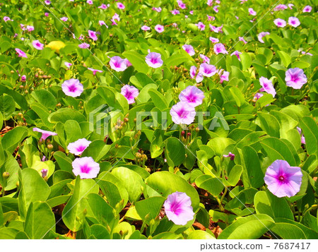 A group of Hummingbirds A group of Hummingbirds 7687417