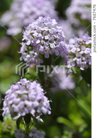 時間·Rongukaulis 7687476