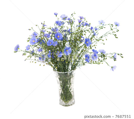 Flax flowers isolated 7687551