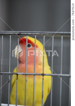 Inco in the basket 7687614