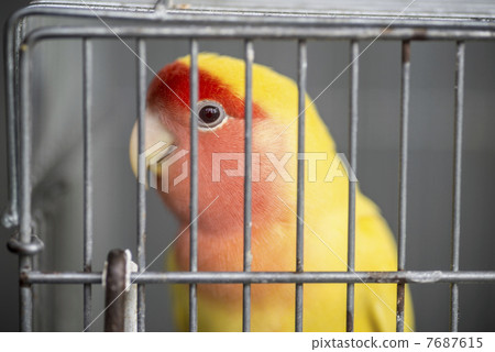 Inco in the basket 7687615