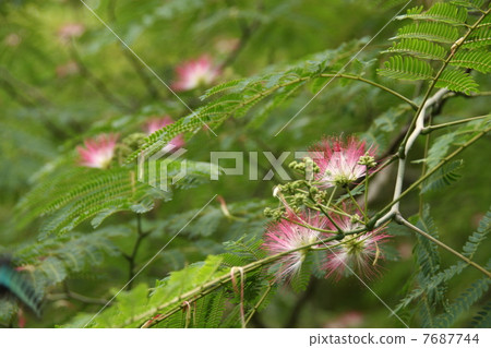 Flower of a sleeping tree 7687744
