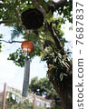  Wind bell 7687837