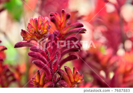 Kangaroo Poo Kangaroo Poo 7687883