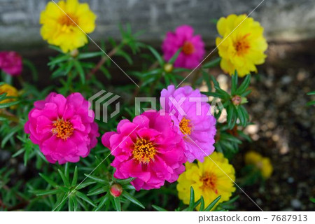 Matsuba button 7687913