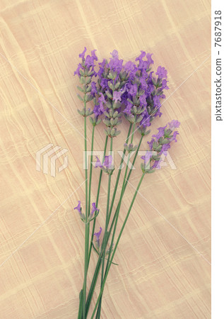 薰衣草 7687918