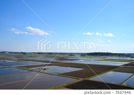 栃木縣鹽谷區高根澤町的水稻種植 栃木縣鹽谷區高根澤町的水稻種植 7687946