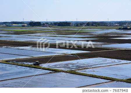 Rice planting Rice planting 7687948