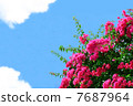 Bougainvillea 7687964