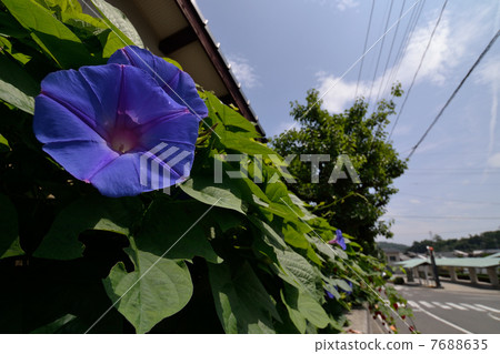 街道的圖像有牽牛花的 7688635