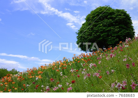 Lily Park Lily Park 7688683