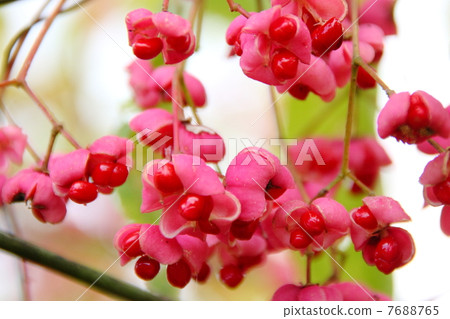 Mayumi fruit 7688765