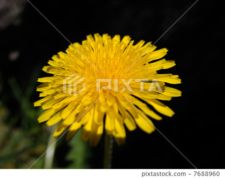 西洋蒲公英 西洋蒲公英 7688960