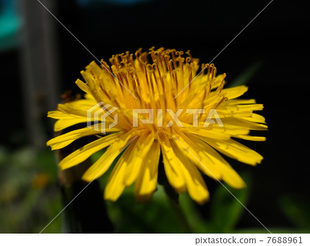 西洋蒲公英 西洋蒲公英 7688961