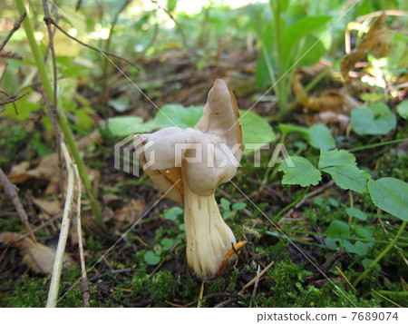 Novoli Ryuushike Novoli Ryuushike 7689074