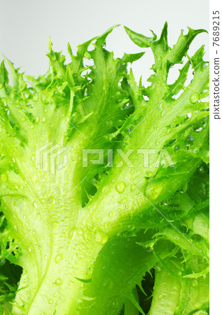 新鮮的新鮮的邊飾萵苣 7689215