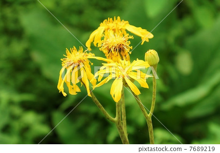 Hana flower · flower up sideways that the field flower · grass figure resembles Han Feng Fang Fangfang 7689219
