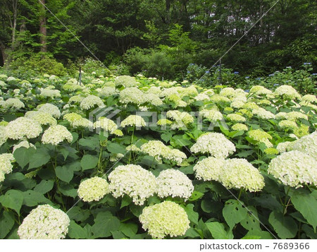 神戶市森林植物園的繡球花 7689366