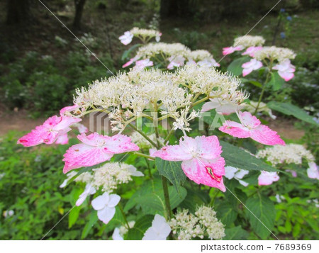 神戶市森林植物園的繡球花 7689369