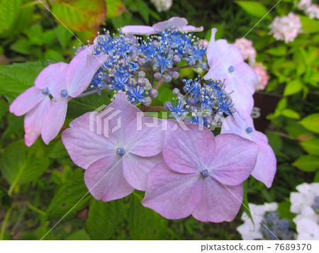 神戶市森林植物園的繡球花 7689370